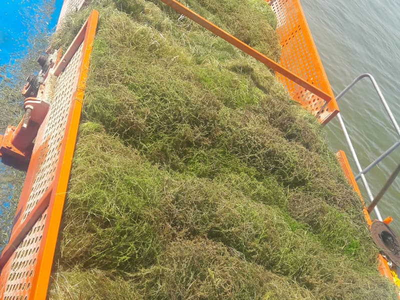 Bateau de nettoyage automatique des eaux/Récolte de plantes aquatiques/Écumeur de déchets