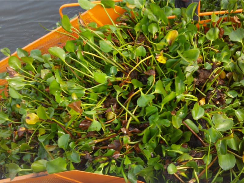 Bateau de nettoyage automatique des eaux/Récolte de plantes aquatiques/Écumeur de déchets
